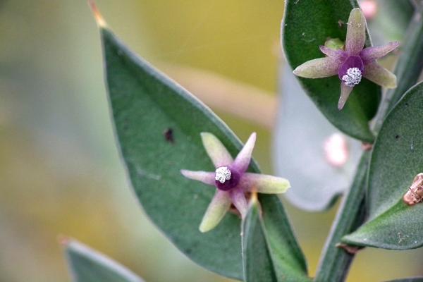 Annexe Fleur fragon petit-houx.jpg