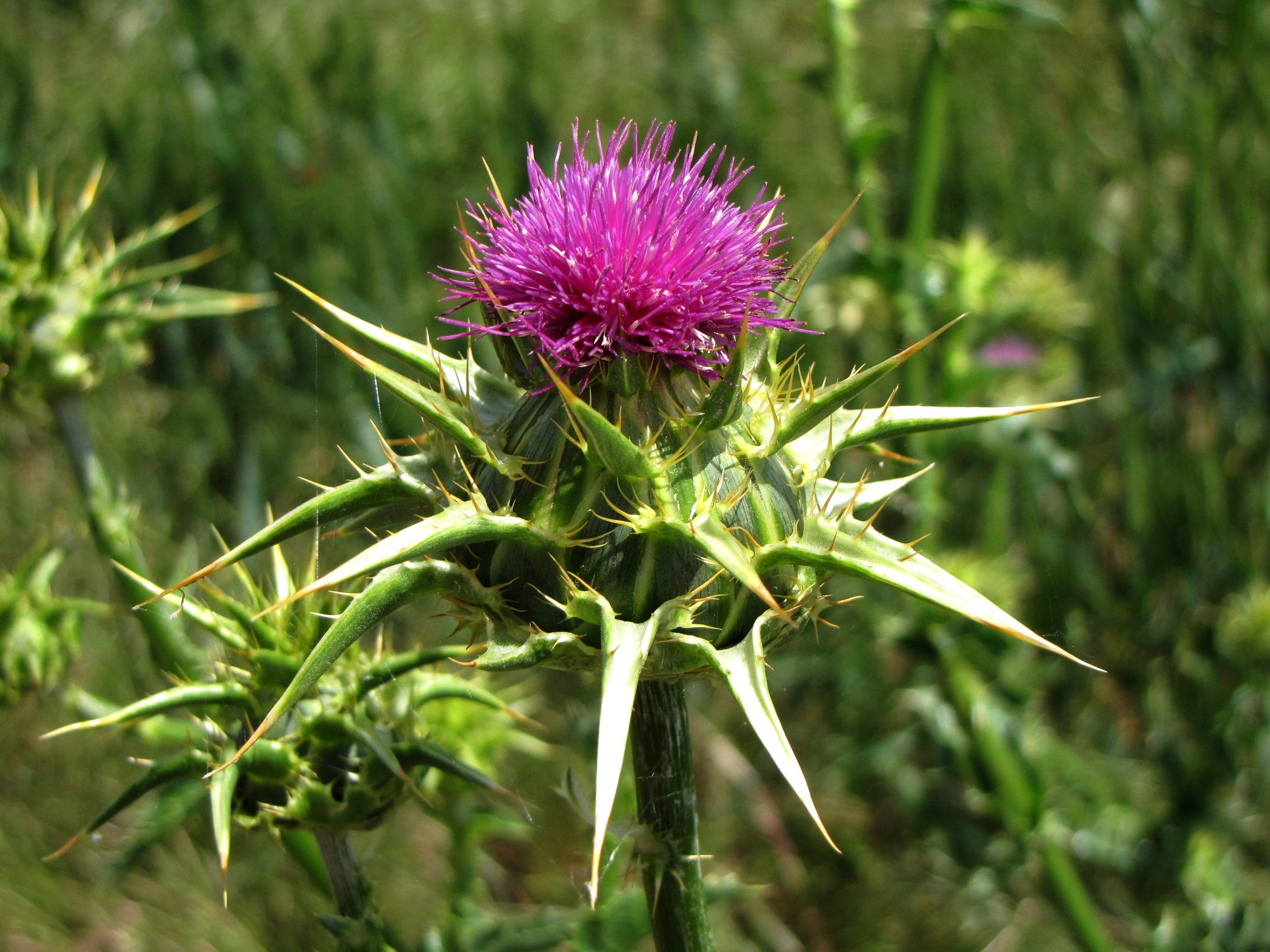 Annexe chardon-marie-plantation-source-12294637.jpg