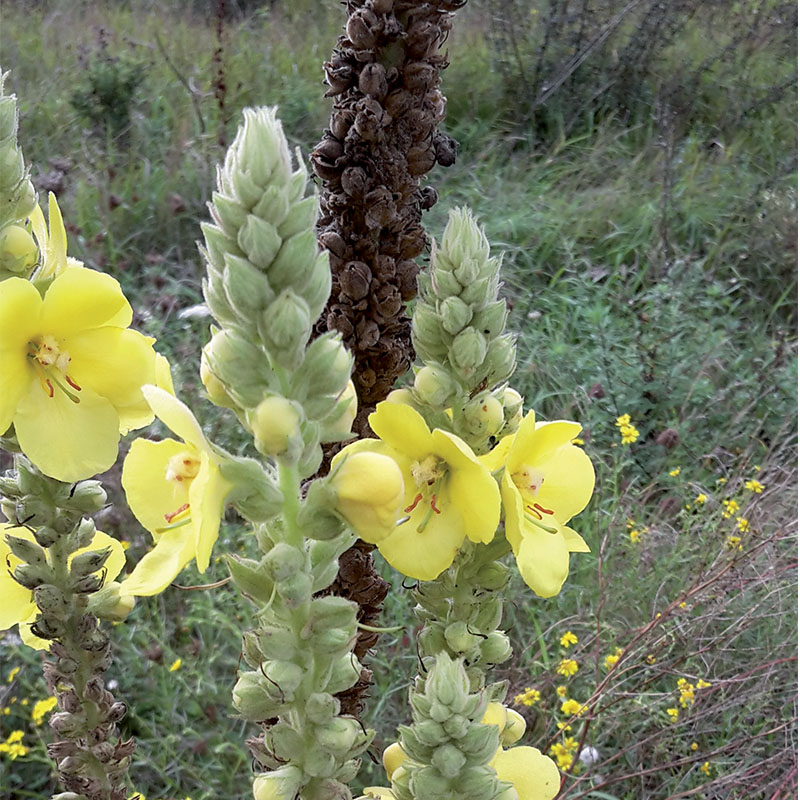 Annexe plantes_0023_Molène.jpg