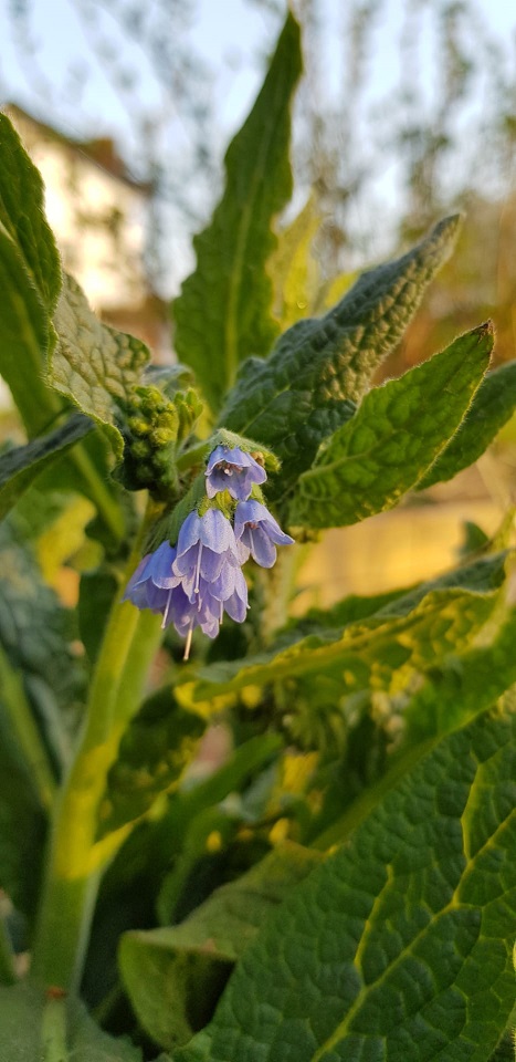 Annexe consoude plante médicinale.jpg