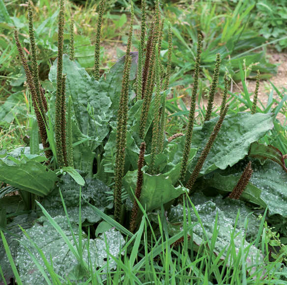 Annexe Capture d’écran 2020-04-25 à 10.56.05.png