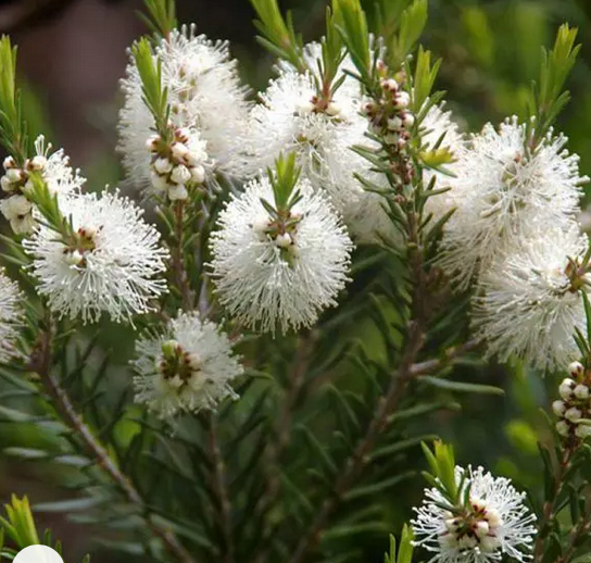 Annexe Capture d’écran 2020-04-25 à 17.52.51.png
