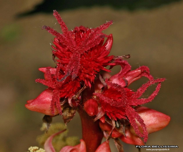 Annexe PhotoRicin.jpg