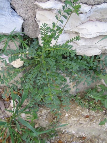 Annexe img_000115772L.jpg