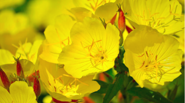 Annexe Screen Shot 2020-04-26 at 19.42.04.png