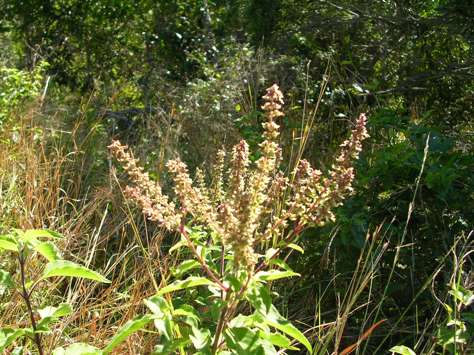 Annexe Ocimum gratissimum.JPG