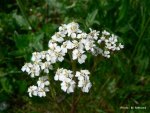 Annexe achillea_millefolium_-060c6.jpg