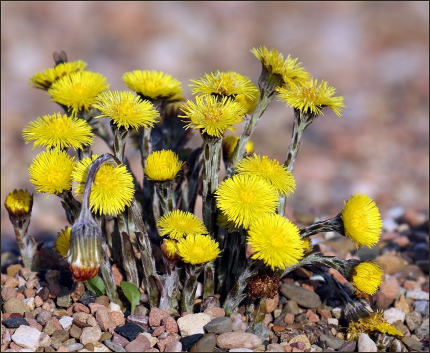 Annexe Tussilage.jpg