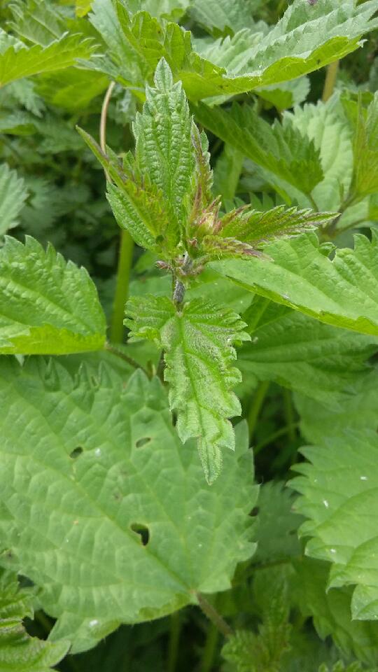 Annexe GetAttachmentThumbnail.jpg