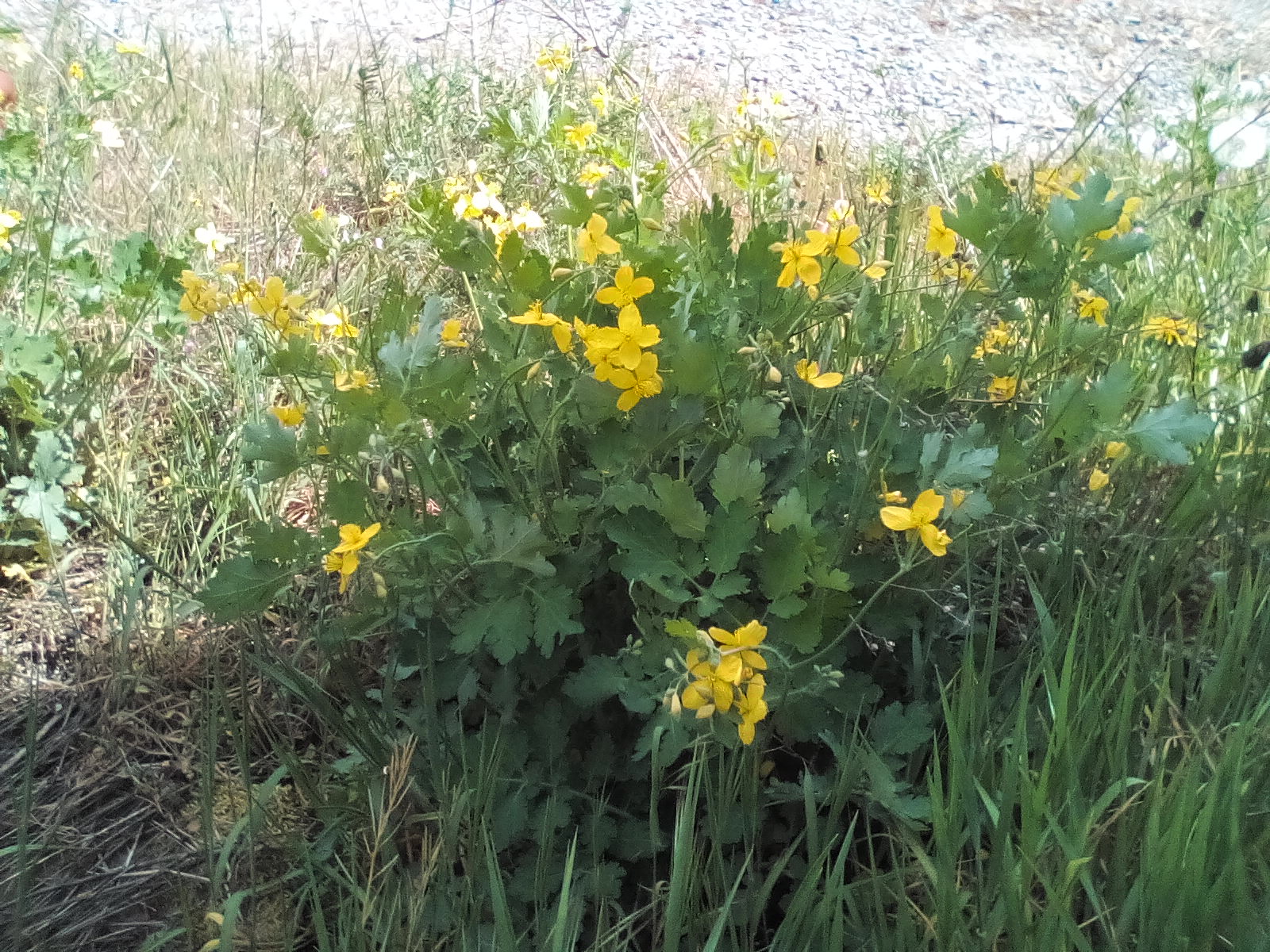 Annexe IMG_20200427_145101.jpg