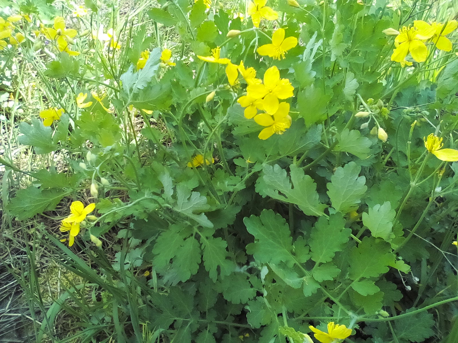 Annexe IMG_20200427_145145.jpg