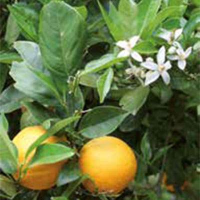 Annexe bergamotier.jpg