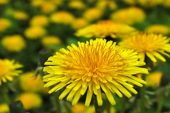Annexe dandelion-meaning.jpg
