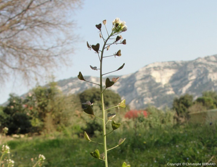 Annexe bourse-a-pasteur-1c.jpg