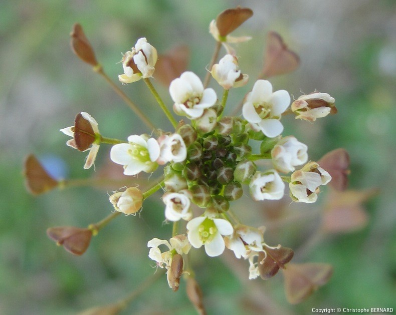 Annexe bourse-a-pasteur-4c.jpg
