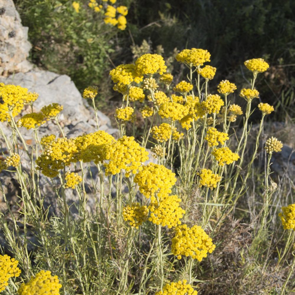 Annexe 41103-immortelle-ditalie-jaune-helichrysum-italicum-4.jpeg