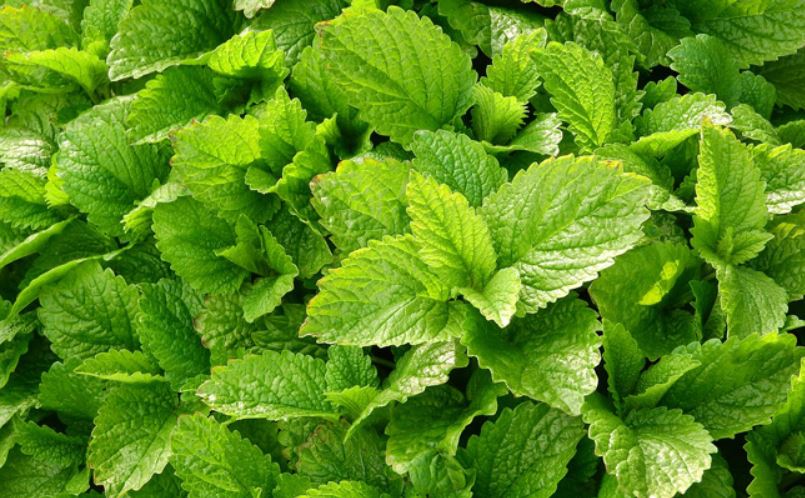 Annexe photo melisse.JPG