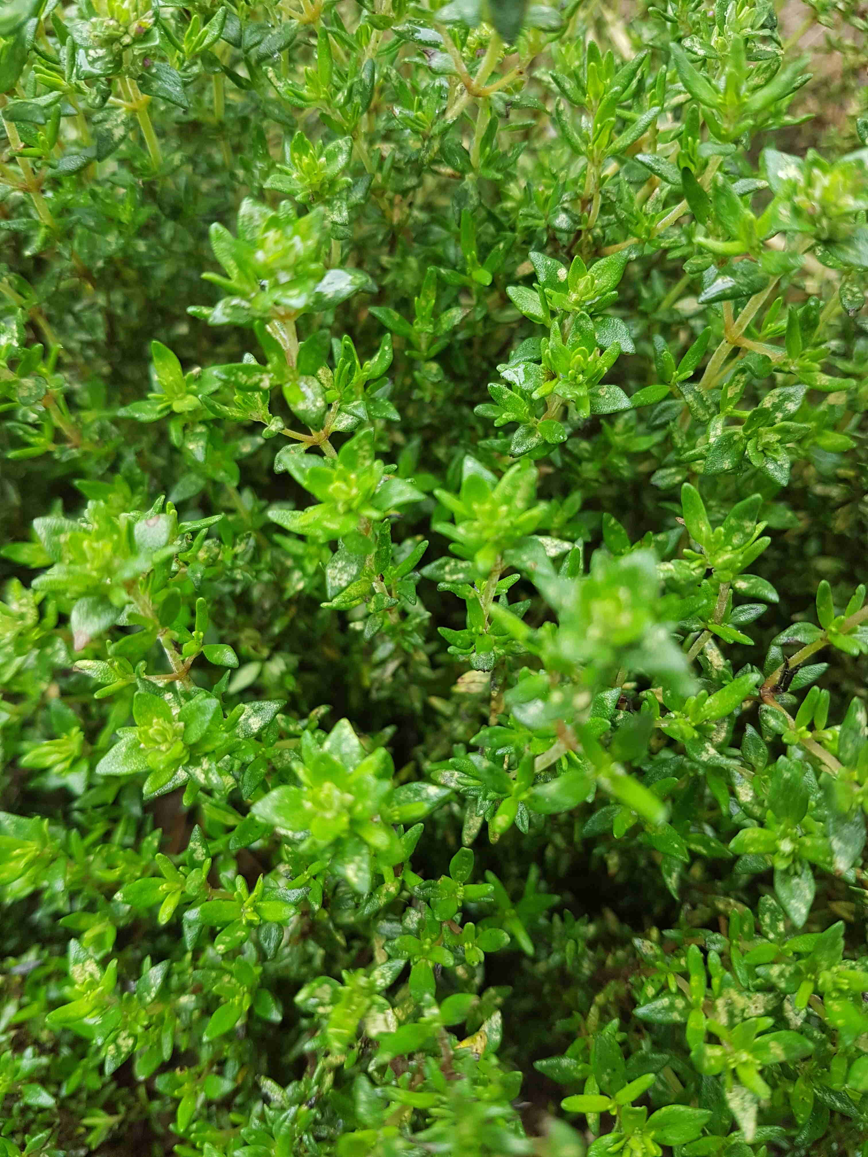 Annexe 20200501_175018(1).jpg