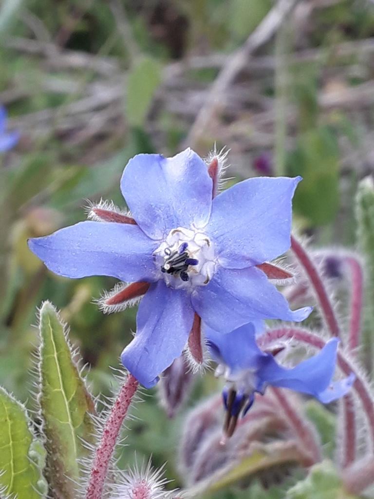Annexe Bourrache Borago officinalis.jpg