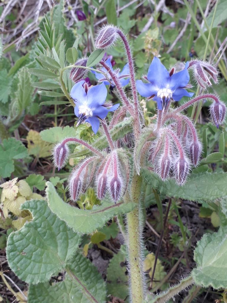 Annexe Bourrache Borago officinalis1.jpg