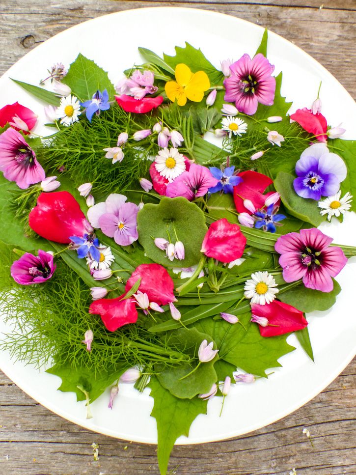 Annexe Salade fleurs Bourrache.jpg