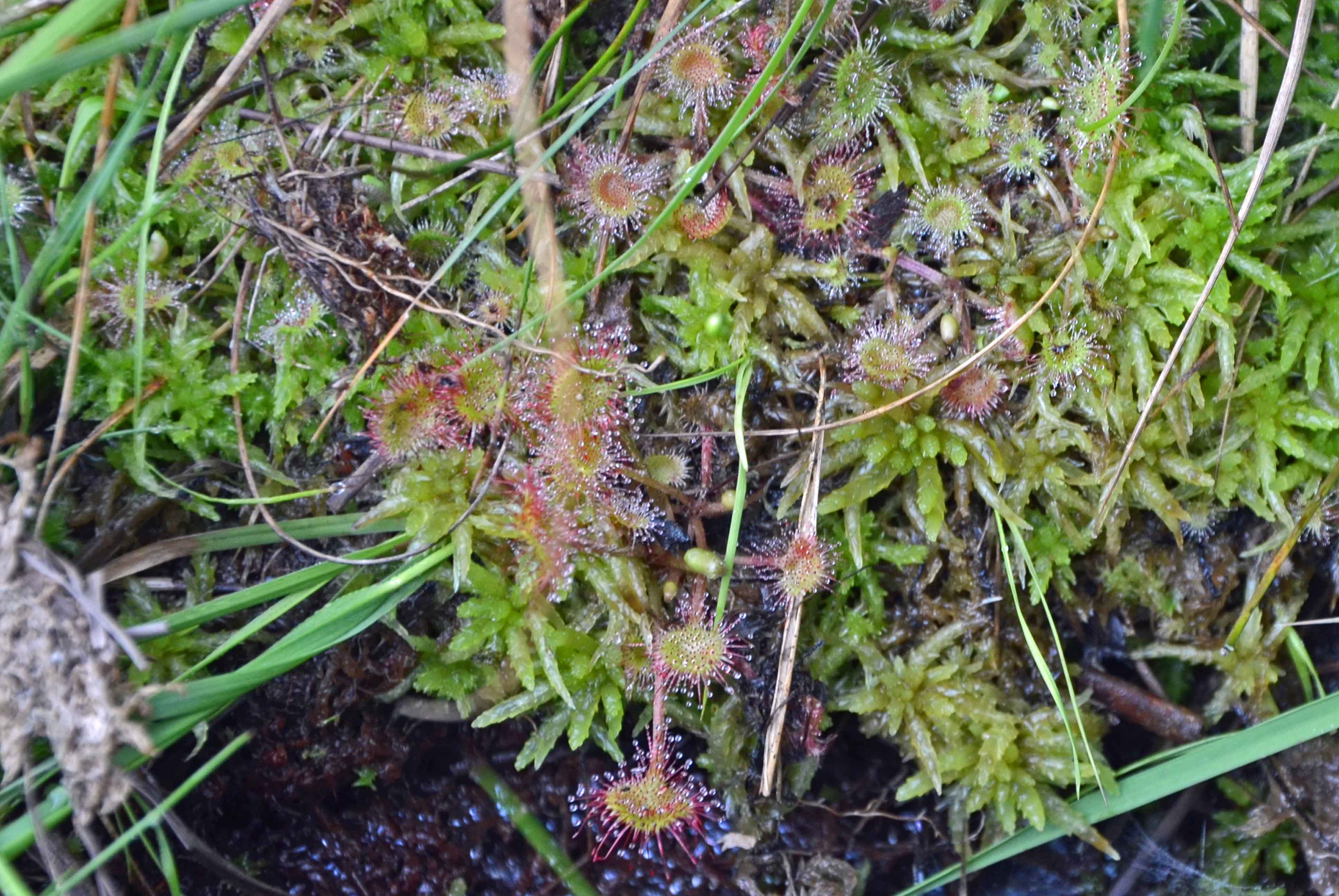 Annexe Drosera.jpg