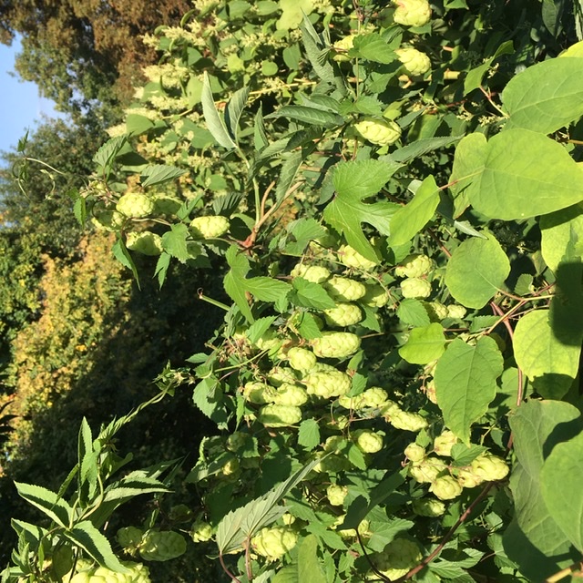 Annexe Houblon grimpant, baie de Somme.jpeg