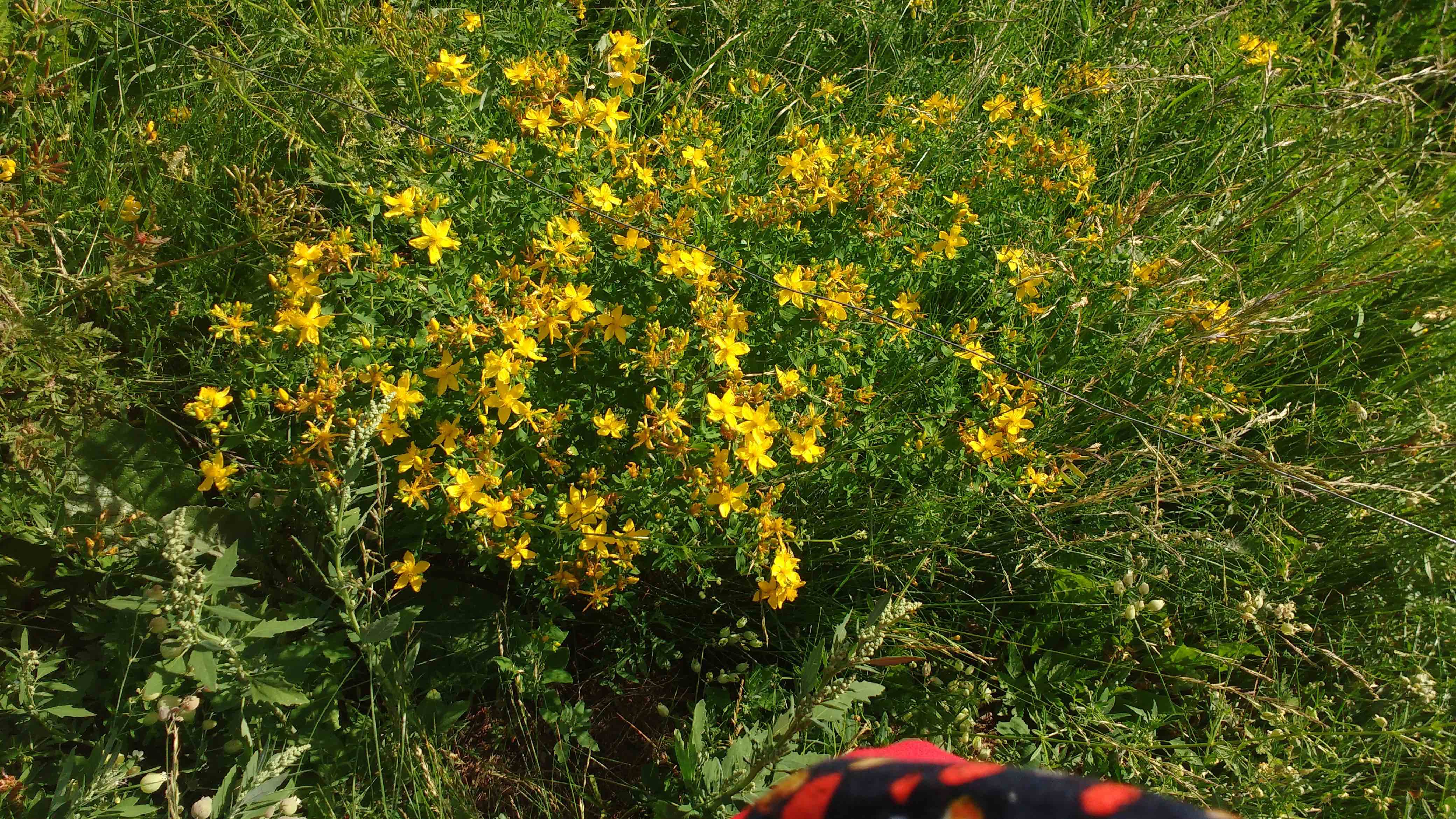 Annexe Millepertuis.jpg