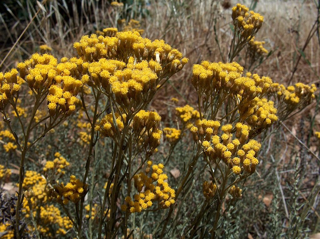 Annexe 1024px-Helichrysum_italicum_subsp_microphyllum_g08.jpg