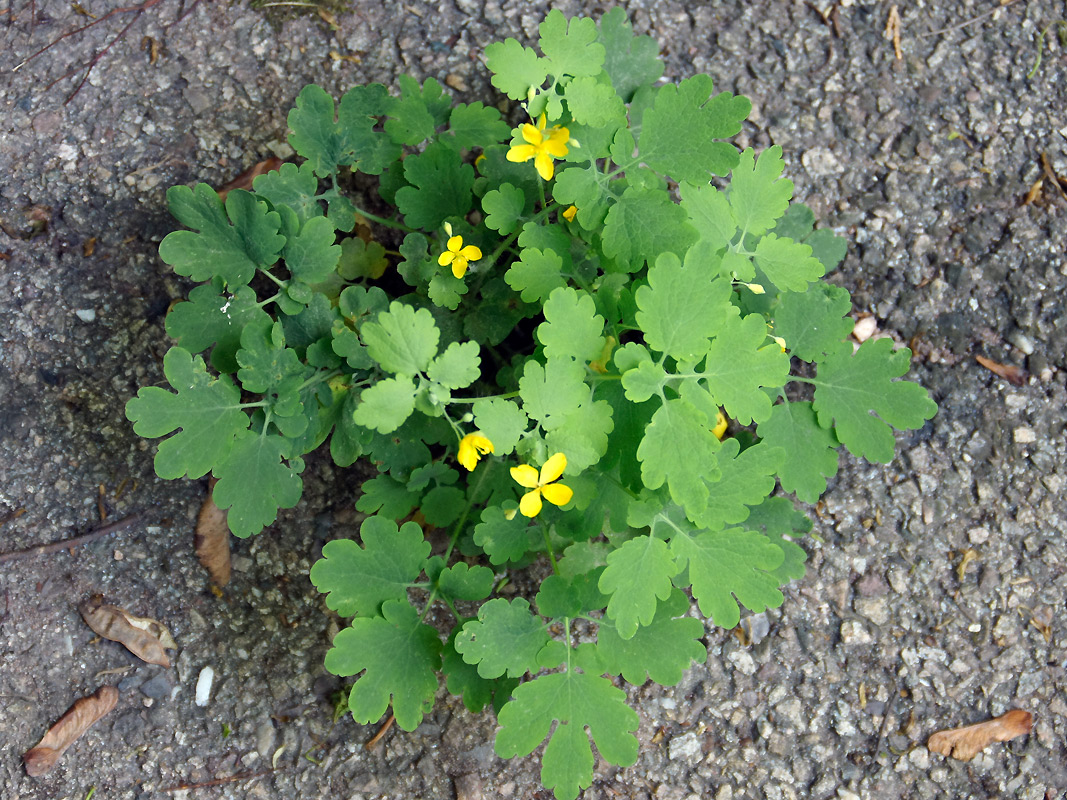 Annexe Chelidonium majus 2.jpg