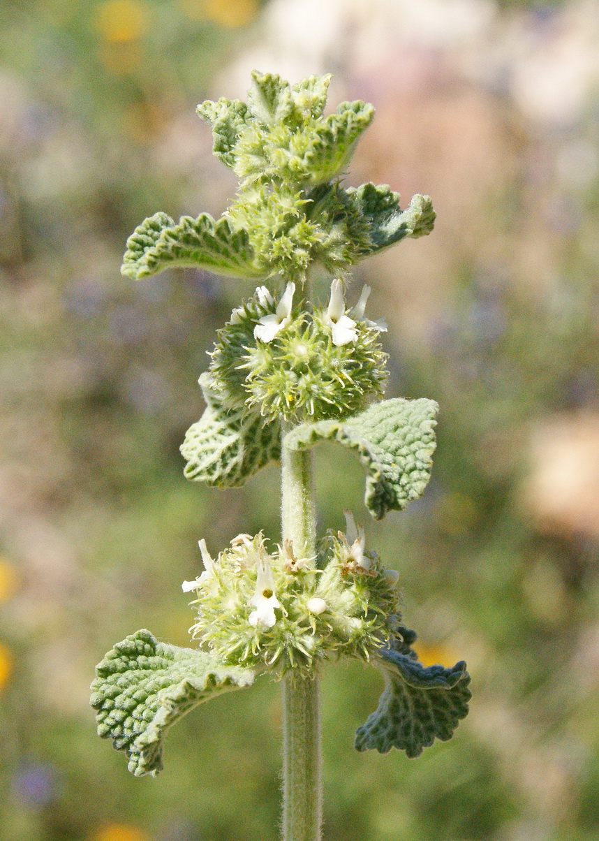 Annexe Marrube blanc b.JPG