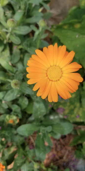 Annexe Sans titre.png