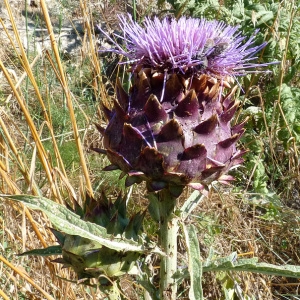 Annexe img_000036866CRS.jpg