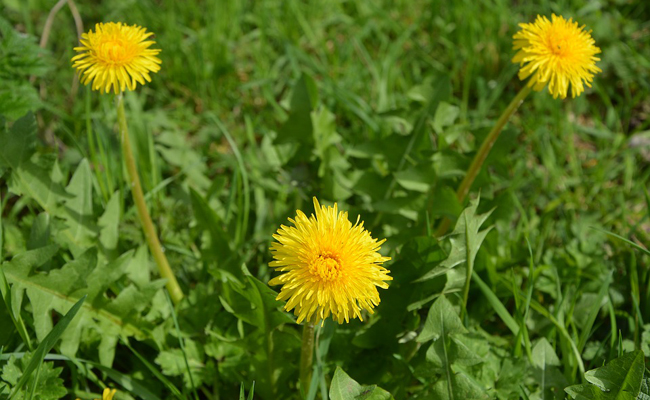 Annexe pissenlit1-171337.jpg