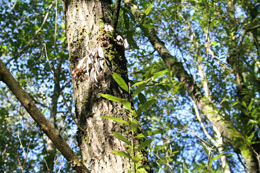 Annexe ecorceSalixalba.jpg