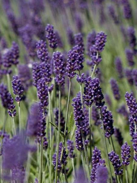 Annexe S2 Lavande vraie.jpg