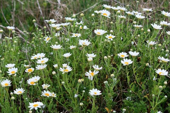 Annexe camomille_romaine.jpg