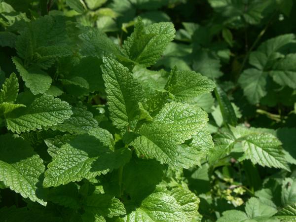 Annexe img 000154037L.jpg