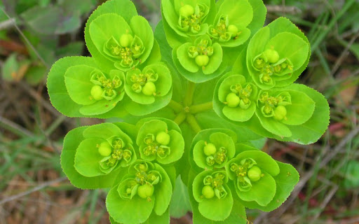 Source : http://sauvagesdepaca.fr/?q=euphorbe-r%C3%A9veil-matin