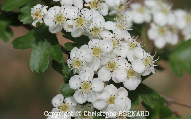 Zoom sur un glomérule de fleurs d'Aubépine. Blanche.