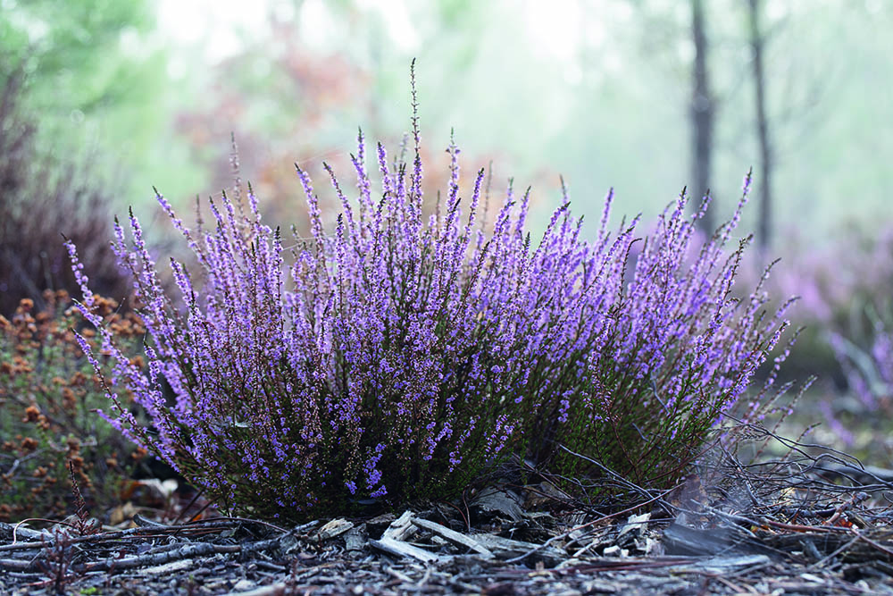 calluna