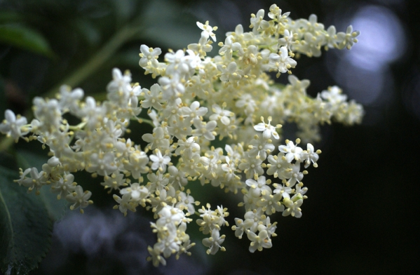 fleurs blanches de sureau noir disposées en corymbes de 15 à 20 cm de diamètre