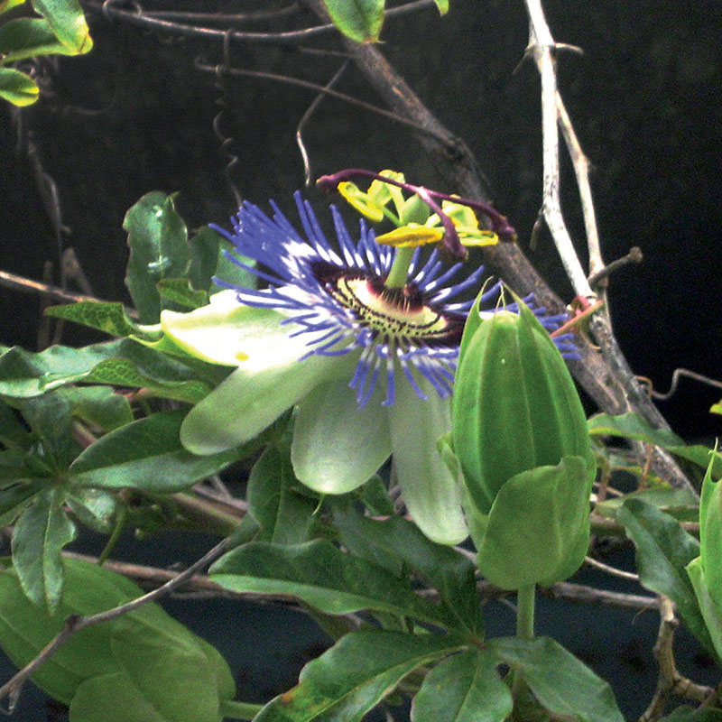 passiflore