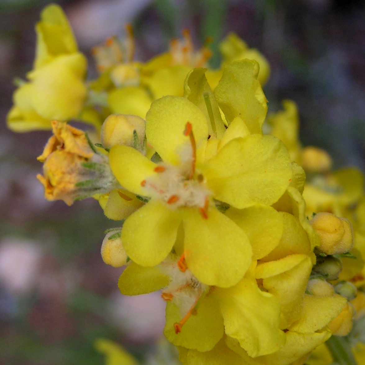Molène bouillon vlanc