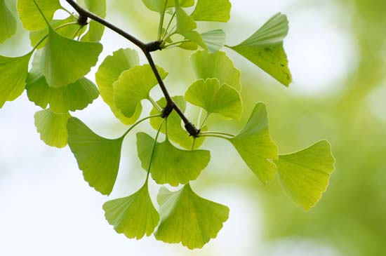 ginkgo