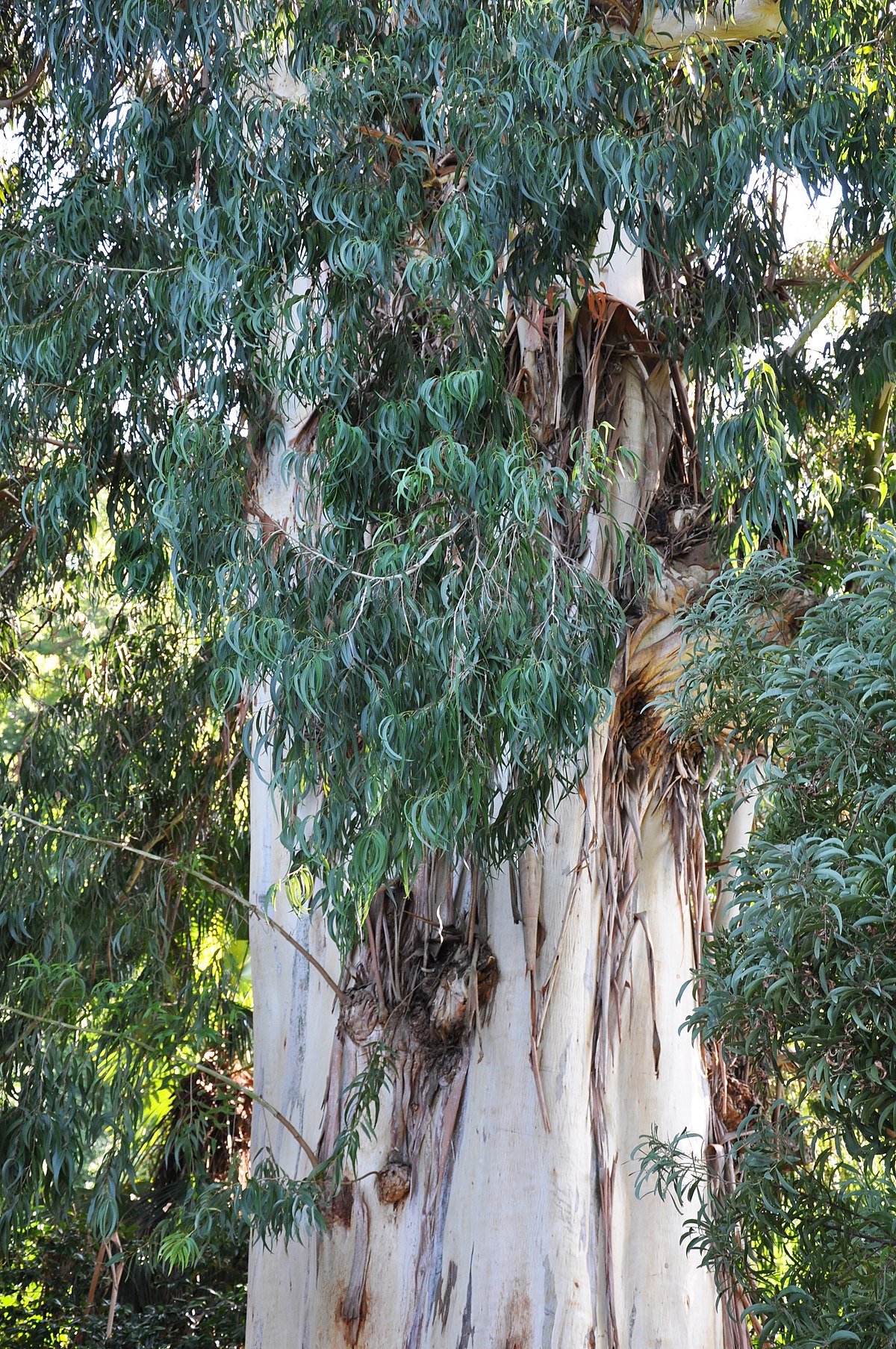 Eucalyptus viminalis Blaugummibaum de jardin botanique de Batumi, Géorgie