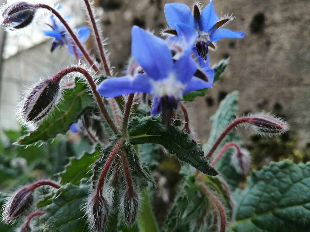 Borrago officinalis