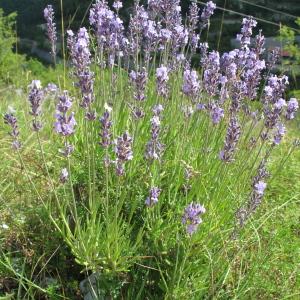 vertu calmante pour les confinés