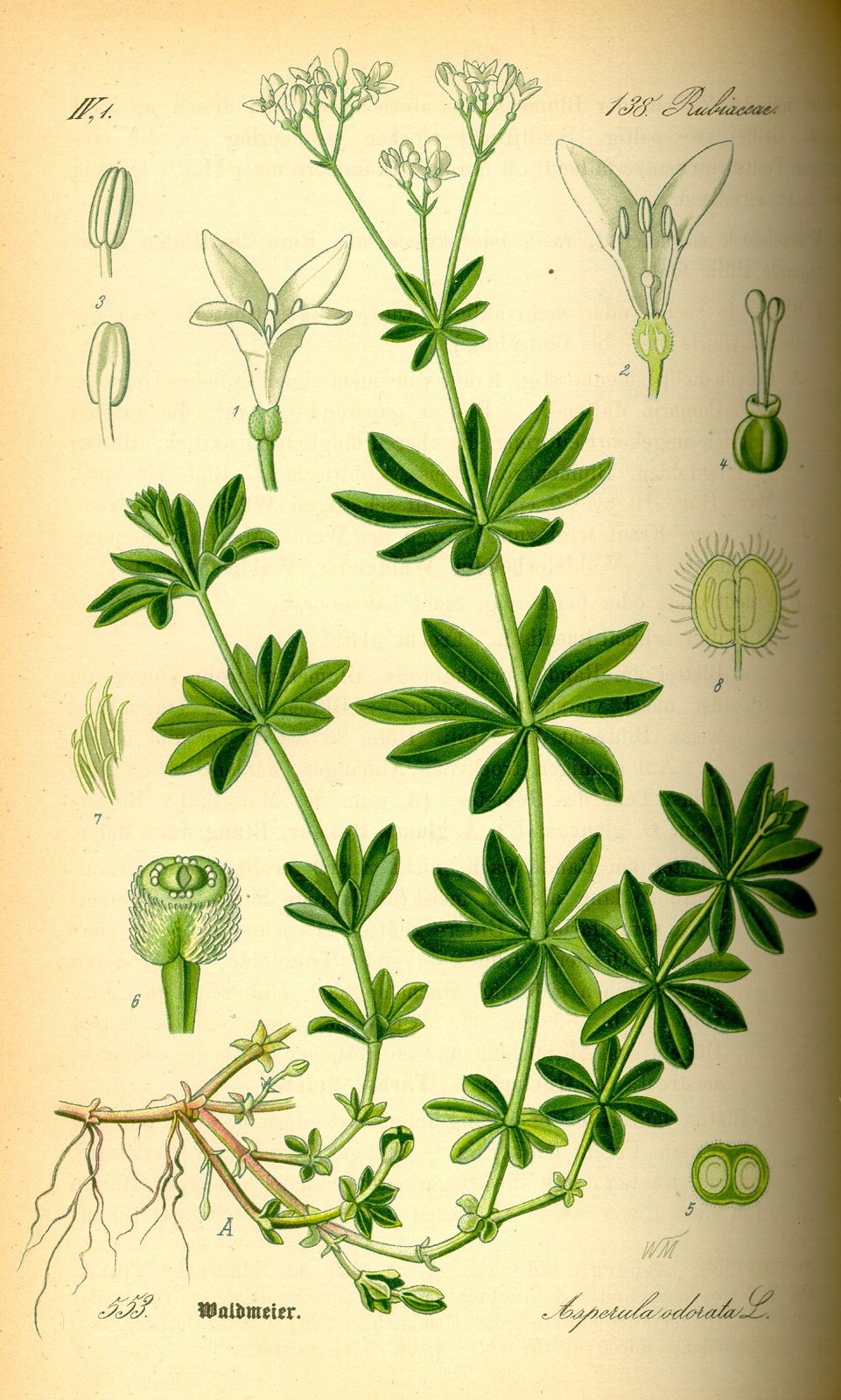 Planche illustrée de Galium odoratum