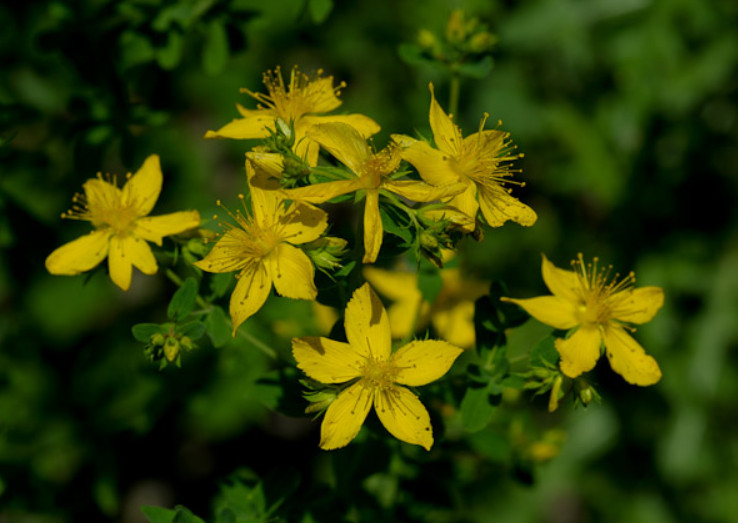 Hypericum perforatum (millepertuis perforé)